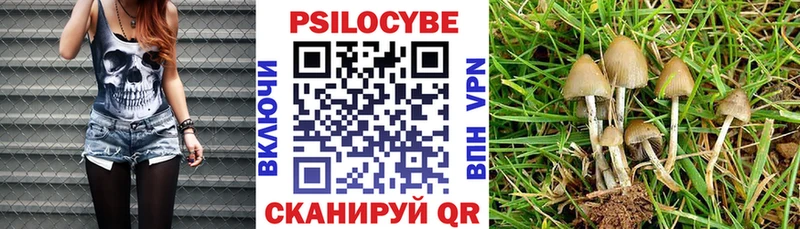 где купить Советск Псилоцибиновые грибы Psilocybe